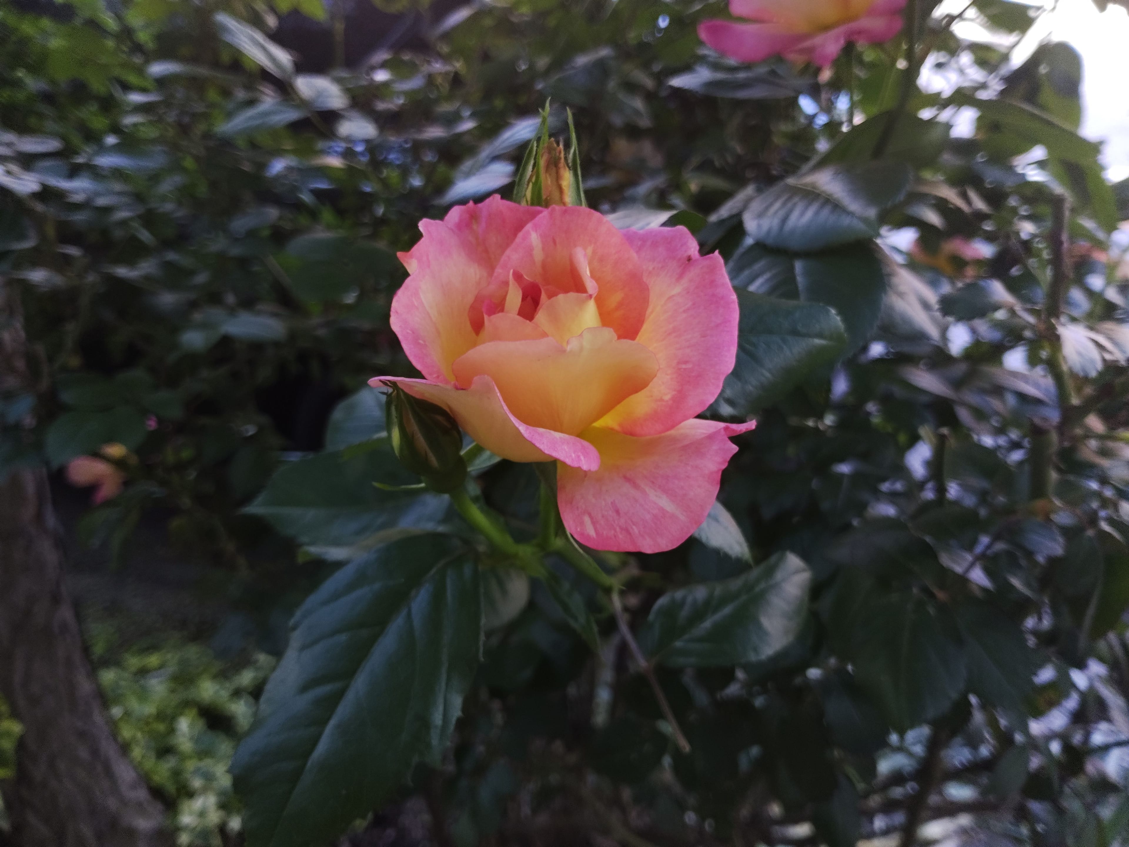 Pink and yellow rose blooming against dark green foliage, photographed on a Light Phone III.