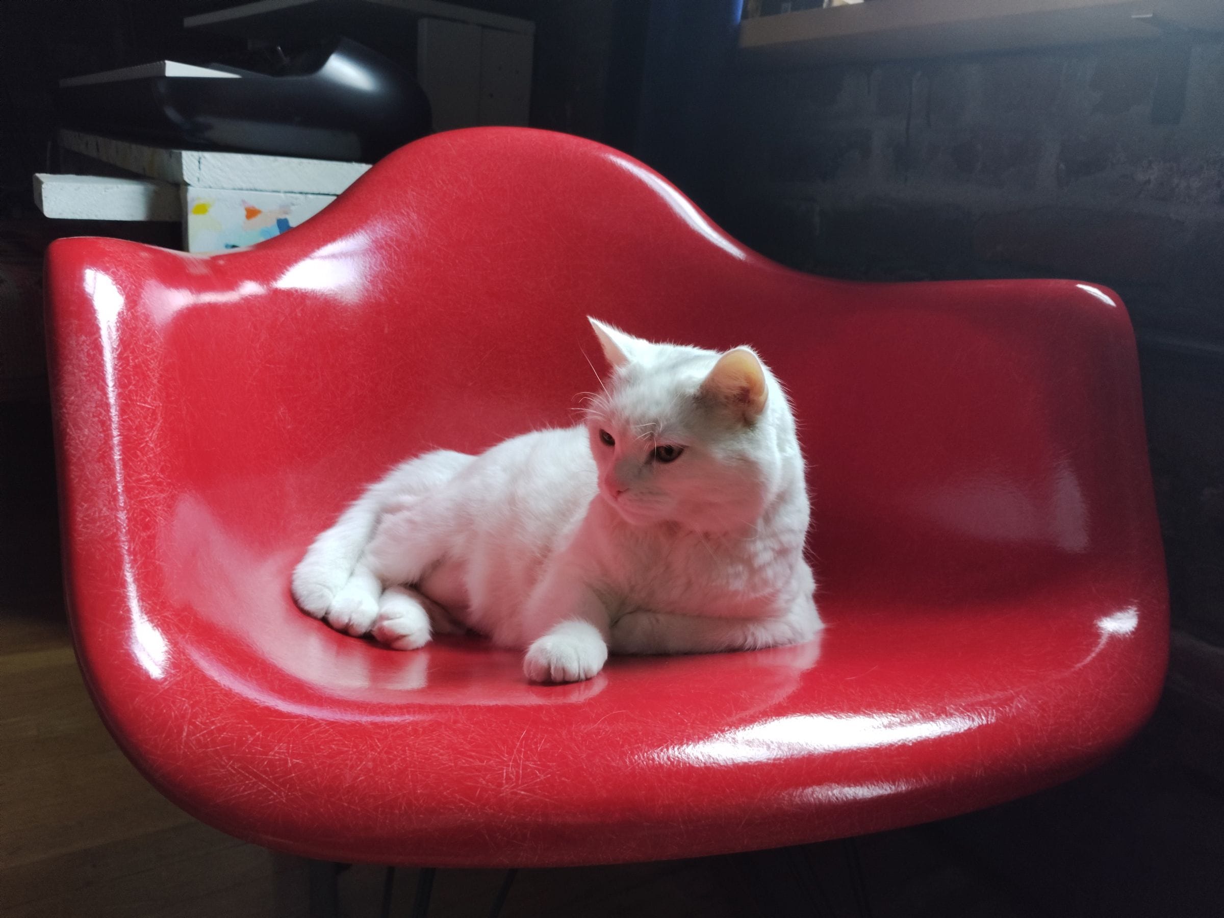 White cat curled up on a red Eames-style fiberglass chair, photographed on a Light Phone III.